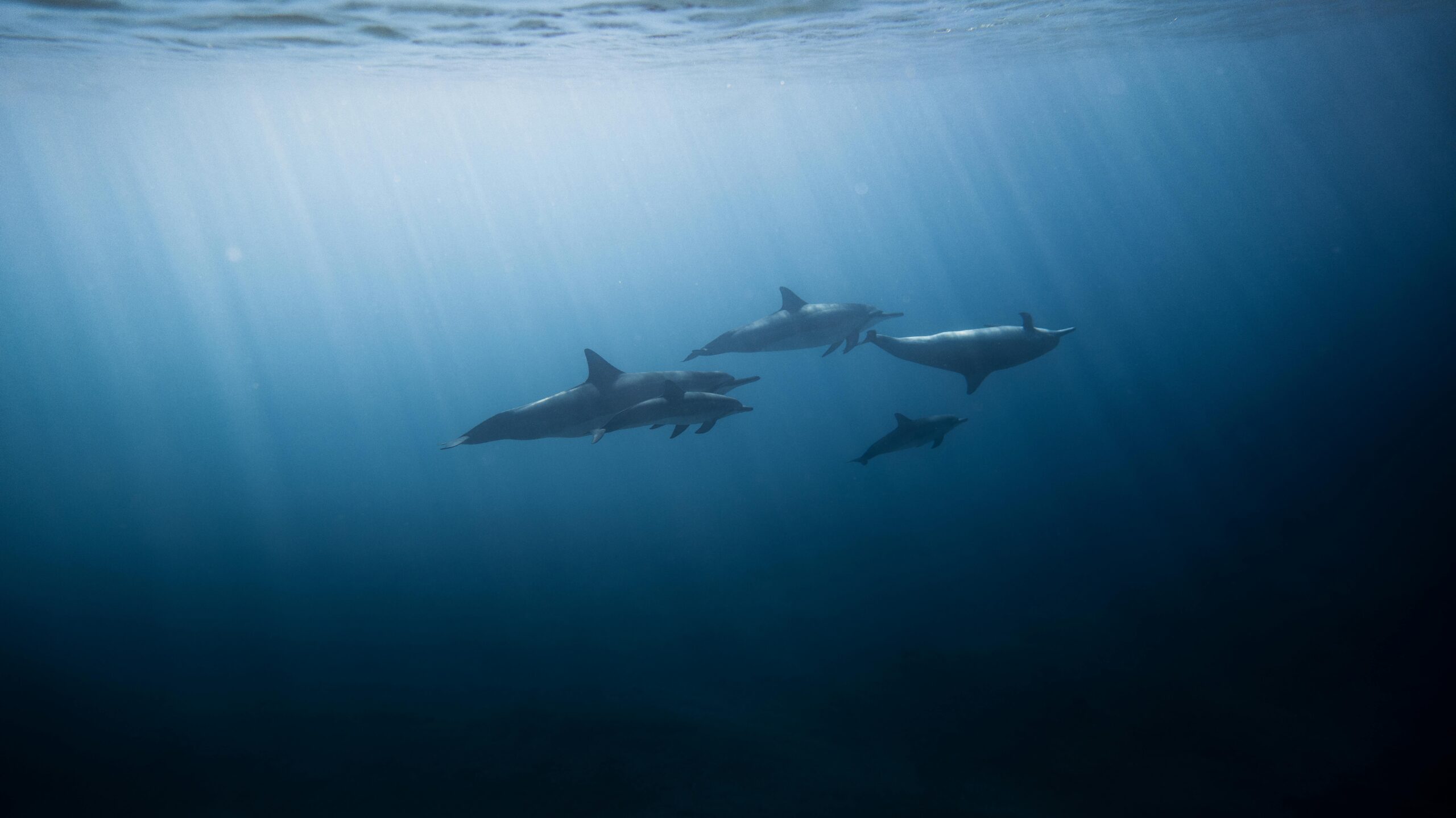 Group of dolphins swimming gracefully underwater in the ocean near Hawaii.